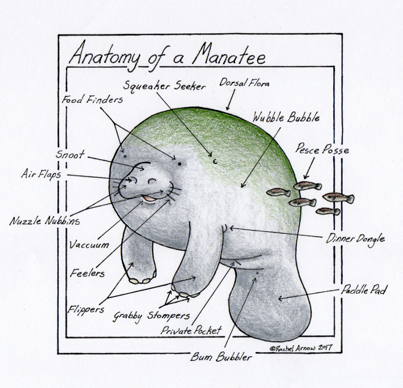 Anatomy of a Manatee