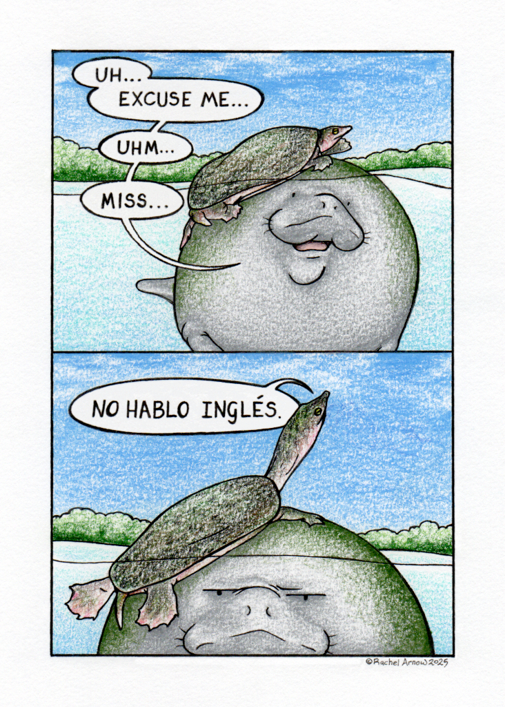 Una Tortuga de Agua